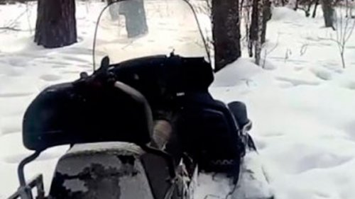 Егеря Тогучинского района Новосибирской области подкармливают косуль