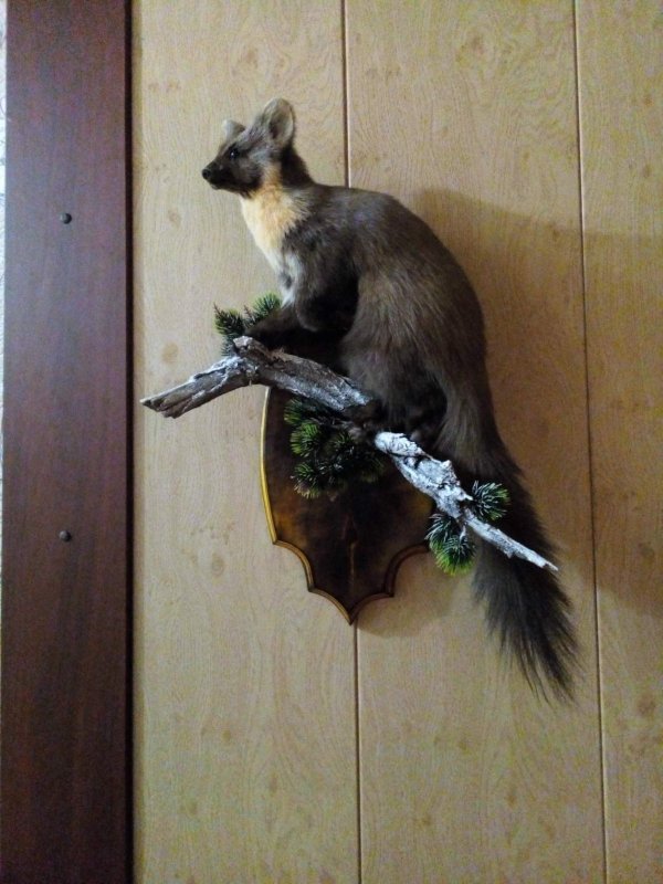 Золото сибири.