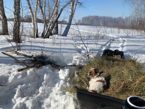 Верный терьер притомился развозить сено