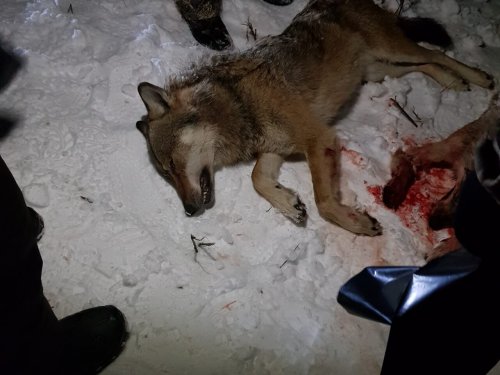 добегался