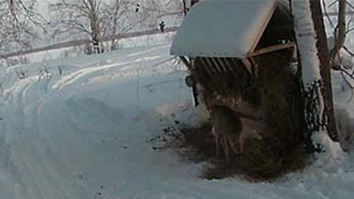 Подкормка косуль 2020 Новосибирская область