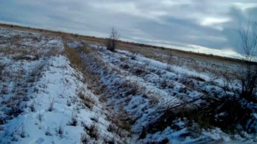 Гончий пригнал зайца точно к охотнику