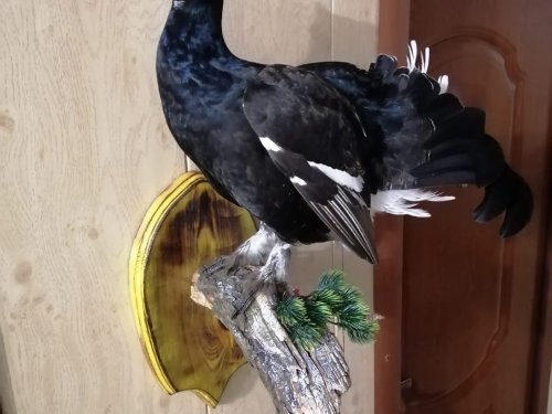 Косач