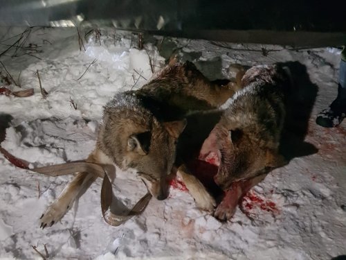 В подмосковье добыто 4 волка