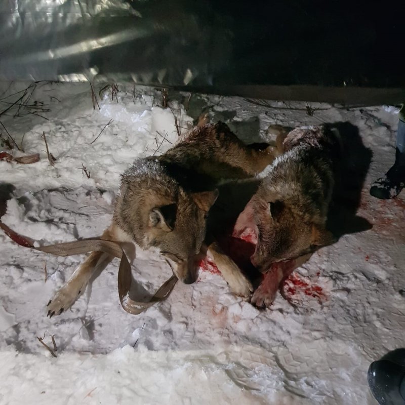 В подмосковье добыто 4 волка