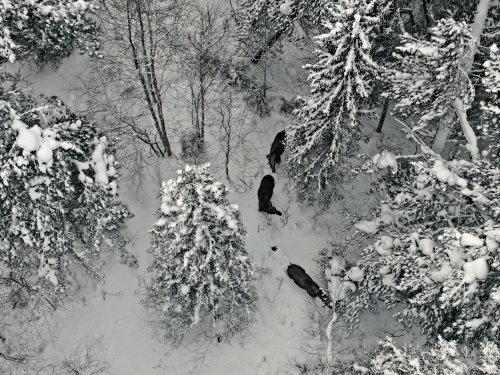 Лесные коровы
