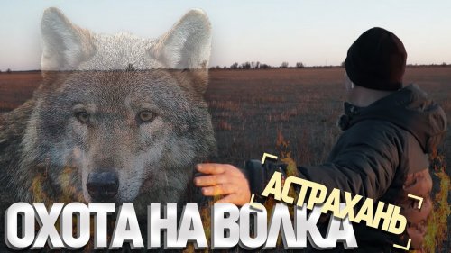 Охота на волка в дельте Волги. Волки разорвали 9 лошадей!