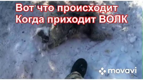 Нашествие волков