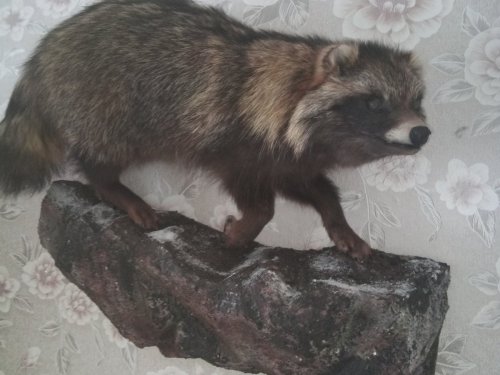 Собачка