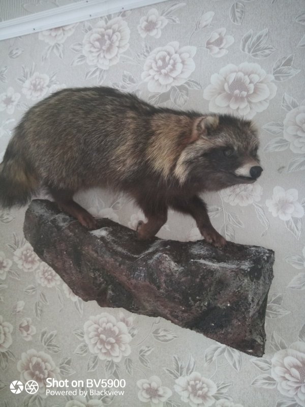 Собачка