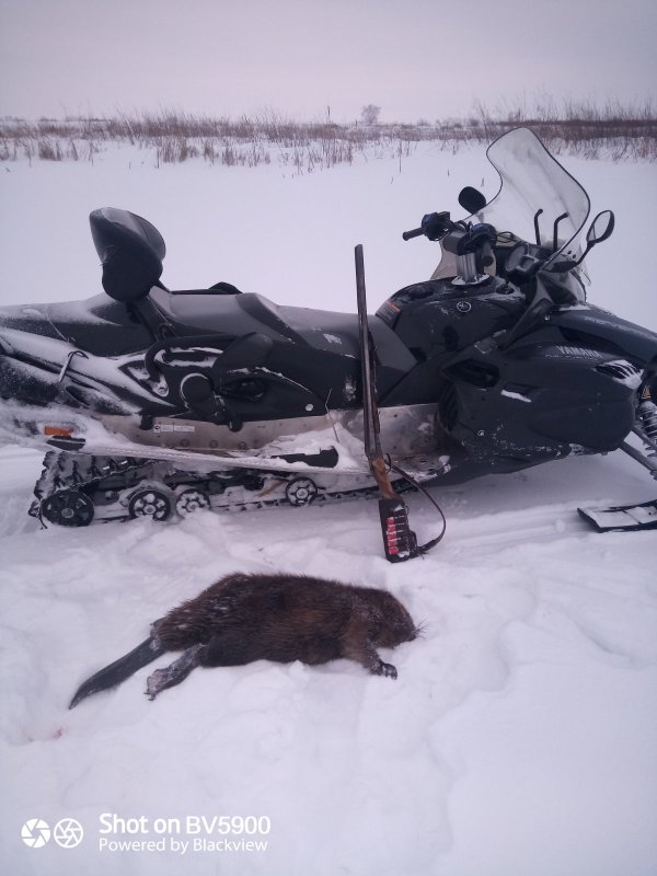 На бобра