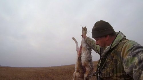 Охота на зайца с дратхааром. ЗАЯЧЬЕ ЭЛЬДОРАДО. 3:2 в пользу зайцев.