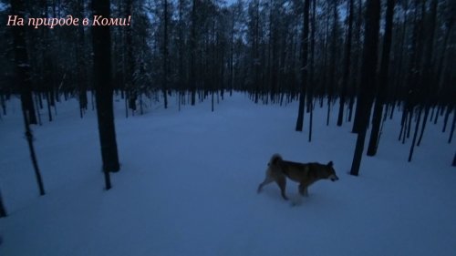 Три дня на второй избе. 3 серия. /Нашёл глухариный ток/
