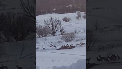Косули на подкормочной площадке в Тогучинском районе. .