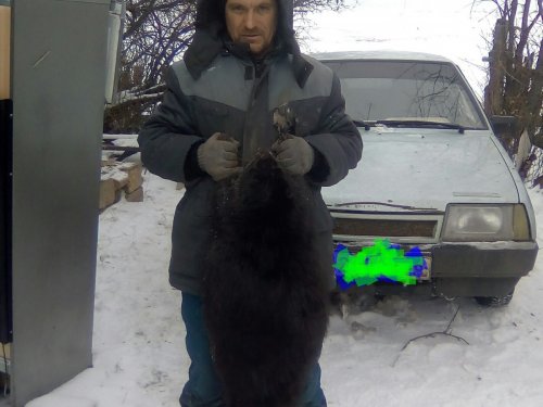 Бобр 32 кг