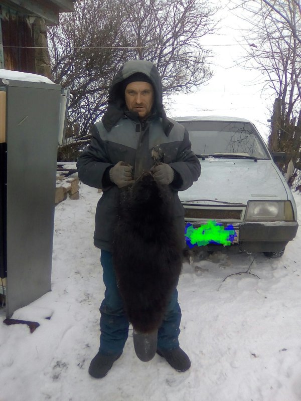 Бобр 32 кг