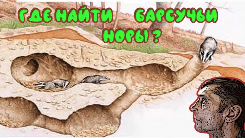 В поисках барсука Сезон охоты 2019