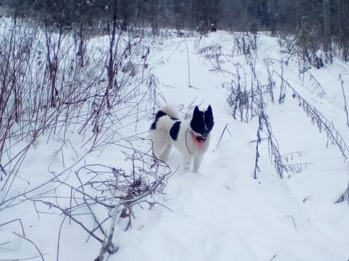 Валдай.