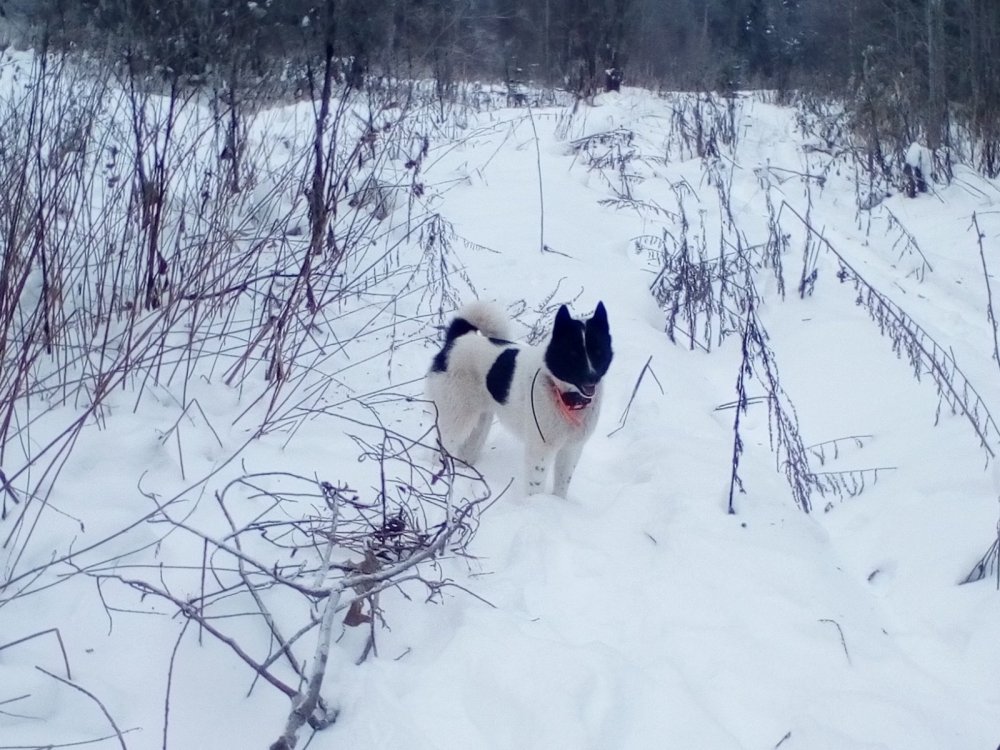 Валдай.