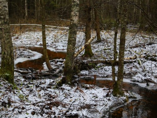 Ручеек, Новгородская область...
