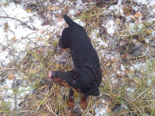 Лютый.