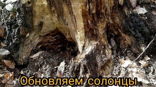 Обновление солонцов 5 марта 2020. Подготовка к весенней охоте. Признаки самца косули в угодьях.