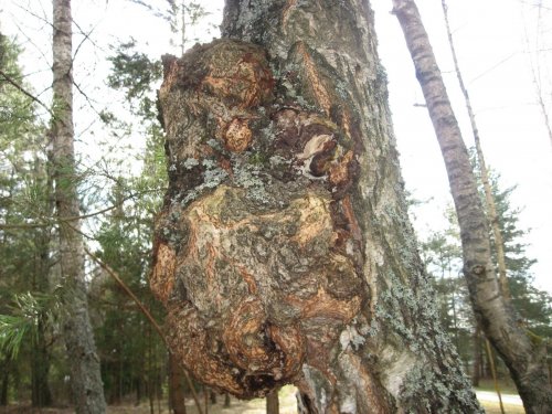 "Медвеженок".
