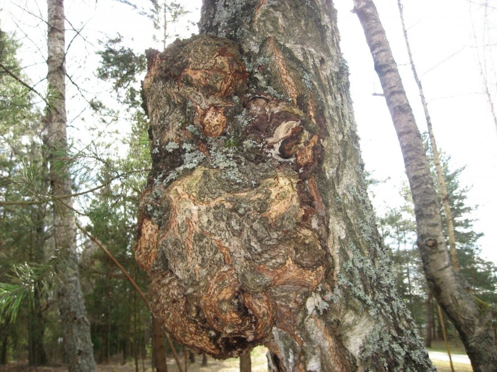 "Медвеженок".