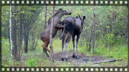 Фотоловушка Филин 120 сняла двух лосей на нашем солонце.