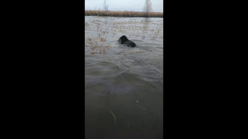 охота на утку с лабрадором
