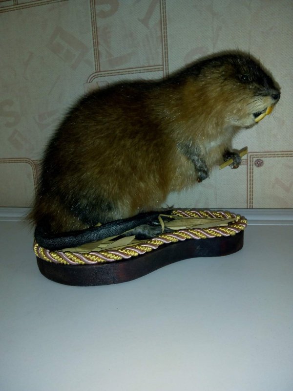 ондатра