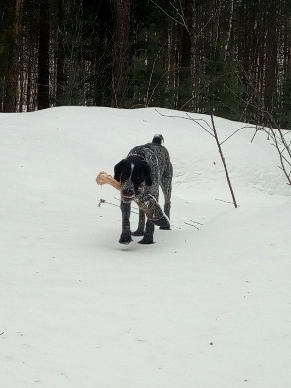 С добычей.