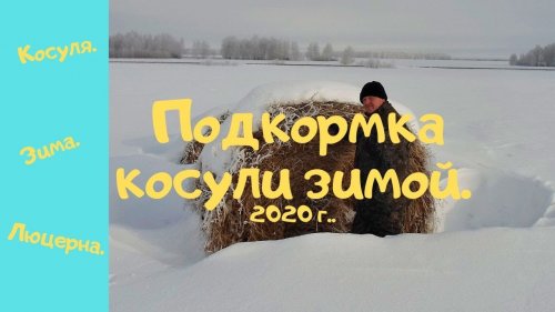 Подкормка косули зимой  2020 г