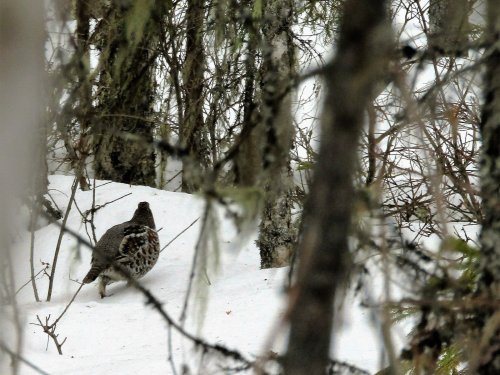 Заметила