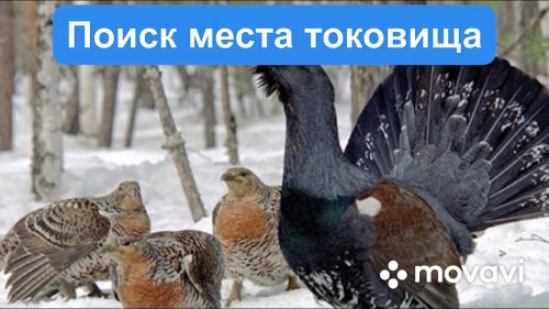 Поиск места тока глухаря