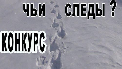 Чьи следы? КОНКУРС
