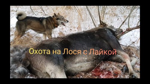 Охота на Лося