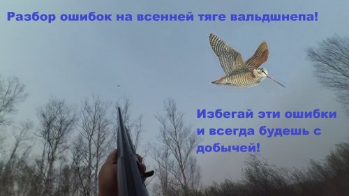 Весенняя охота на тяге вальдшнепа.  Разбор ошибок.