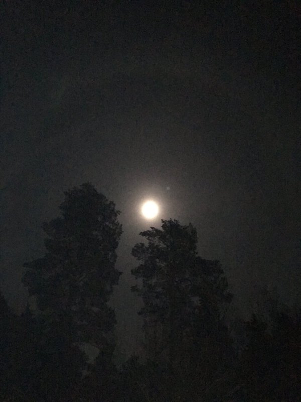 Ночью в тайге.