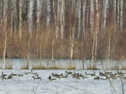 Птицы