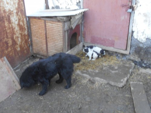 Братаны)