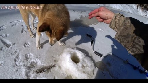 Поход в лес с ночёвкой на вторую избу. 3 серия