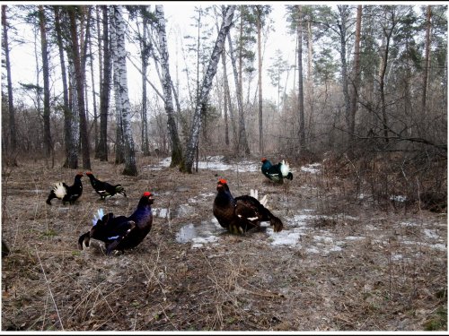Последний выстрел