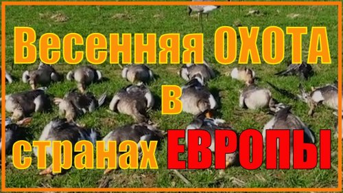 Весенняя охота на птиц в Европе - мы совсем не одиноки