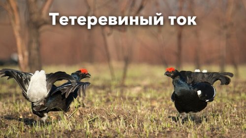 Тетеревиный ток (Весна 2020)