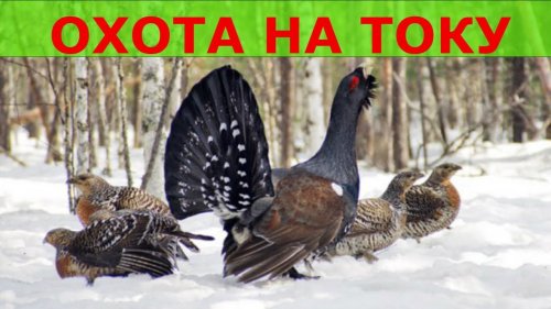 ОХОТА НА ГЛУХАРЯ НА ТОКУ