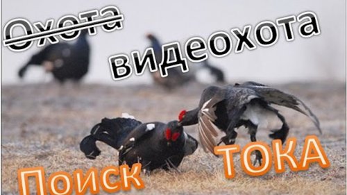 Видео Охота. Как найти ток тетеревов 4к