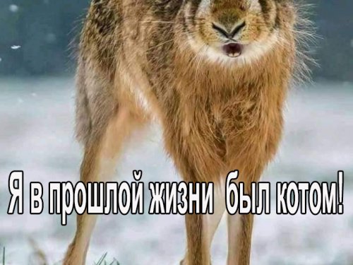 Очень опасный зверь!