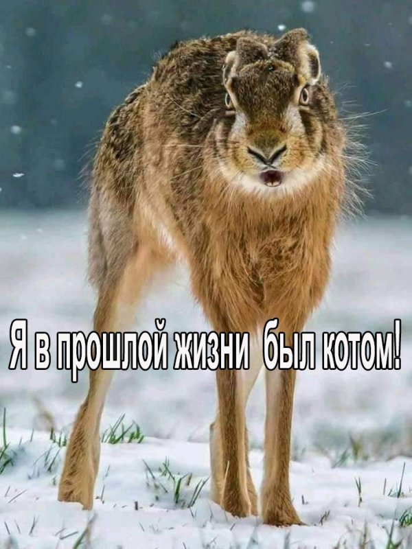 Очень опасный зверь!