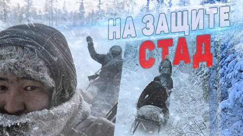 На защите стад. Из истории борьбы с волками.